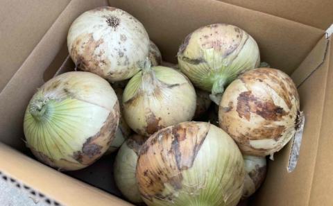 【しょうちゃんFARM】　淡路島　南あわじ市産玉ねぎ 5ｋｇ　◆配送6月～