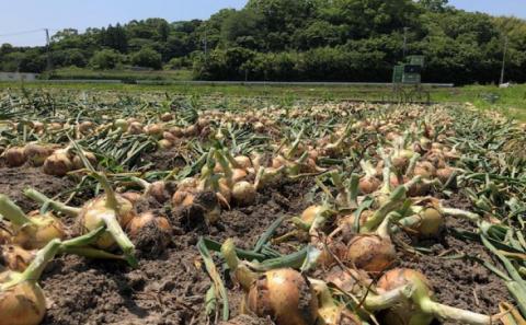 【しょうちゃんFARM】　淡路島　南あわじ市産玉ねぎ 5kg　◆配送7月～