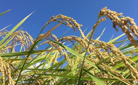 令和７年産・玄米『みどり豊』10kg　10月中旬頃から発送