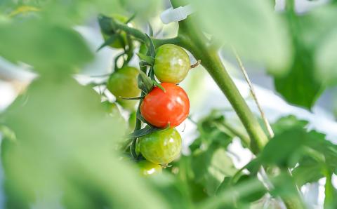 さくらんぼのような食感の新感覚トマト【アクアヴェルデAWAJI】旨味トマト　プチぷよ　40個