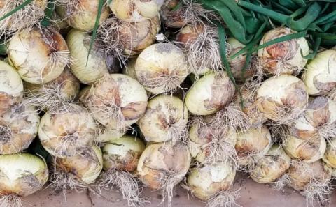 新玉ねぎ　淡路島　南あわじ市　3ｋｇ　超極早生【配送１月下旬～３月下旬】