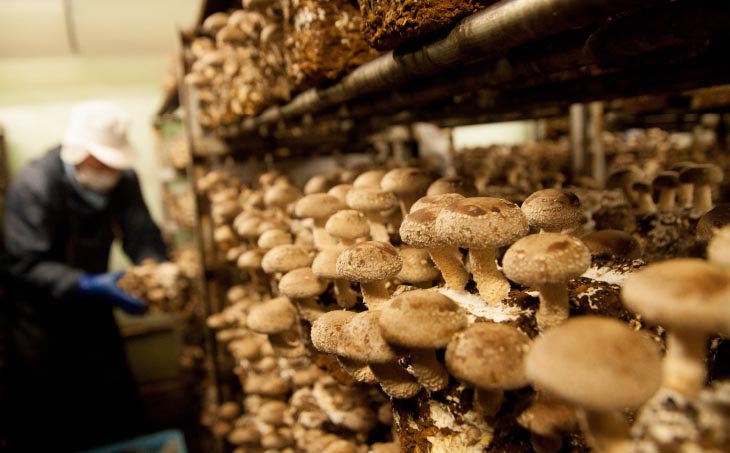 農薬・化学肥は不使用】森の木ファームしいたけ（1キロ箱）ふぞろい