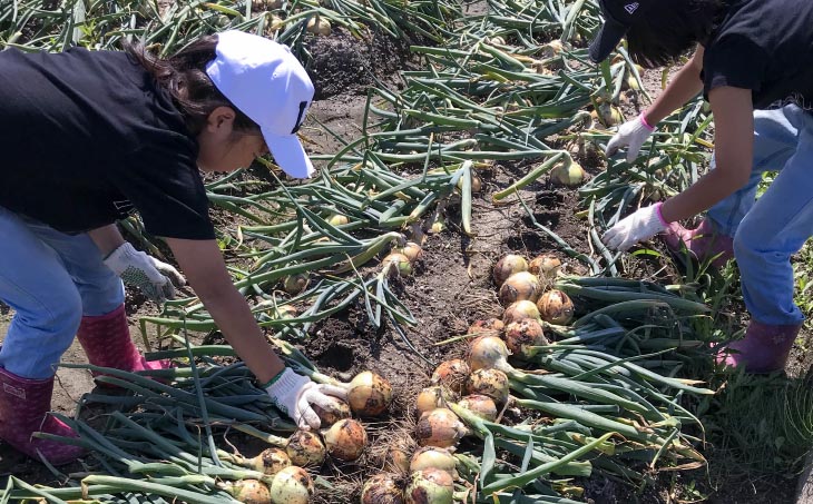 ★淡路島玉ねぎ 子供達も大好き!! あま～い玉ちゃん5kg★