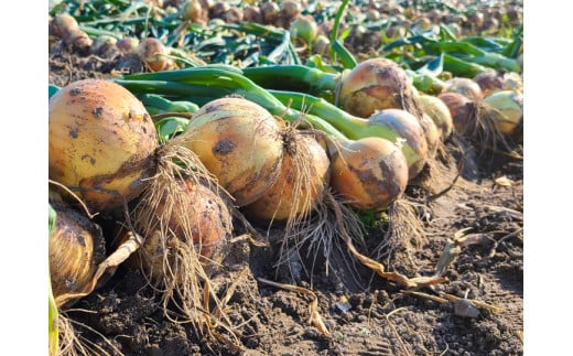 【あさひサンファーム】【３kg】兵庫県認証食品★特別栽培★淡路島たまねぎ