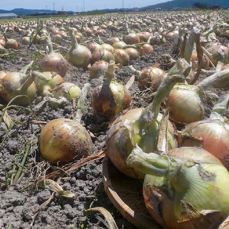 【新玉・ひょうご推奨ブランド】新玉ねぎ（淡路玉三郎）5kg ◆配送３月上旬～５月中旬