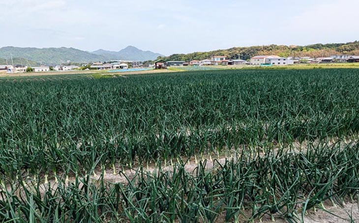 淡路島 「新玉ねぎ」3キロ　期間限定！