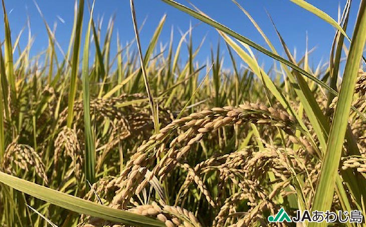 ＪＡあわじ島の「あわじ島米」キヌヒカリ 10kg