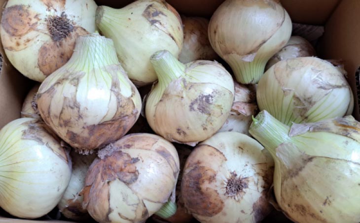 【野菜ソムリエサミット金賞】淡路島新玉ねぎ10kg【仲田青果の淡路島いち玉ねぎ】　◆配送3月上旬～5月下旬