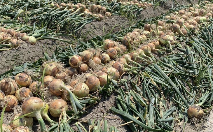 【じょまはん農園】淡路島産玉ねぎ10㎏
