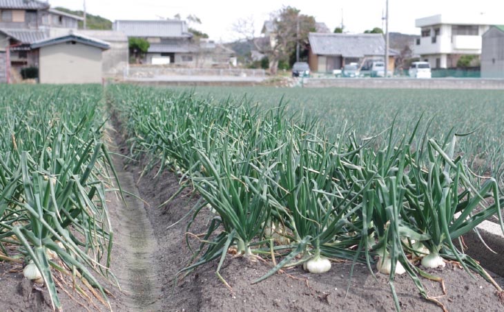 【新玉予約】【じょまはん農園】トロっと甘い！！淡路島産新玉ねぎ5㎏