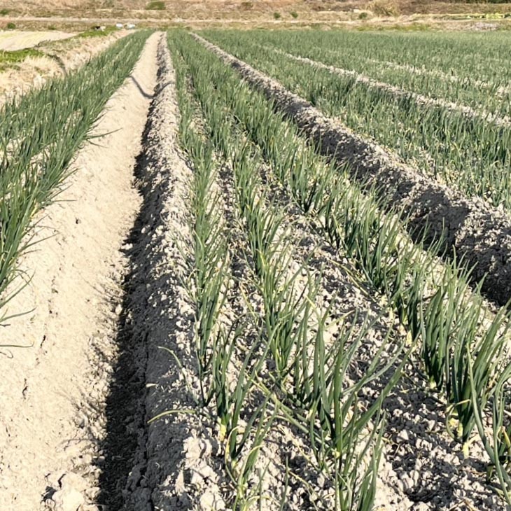 【淡路島玉ねぎ・サイズ混合】三世代で紡ぐ味淡路島の玉ねぎ 3Kg◆配送6月上旬～8月中旬