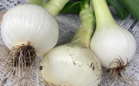 農家直送！【奈良農園】淡路島新玉ねぎ ≪10kgサイズ色々≫