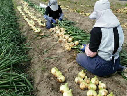 【大玉５㎏】兵庫県認証★特別栽培★淡路島新たまねぎ