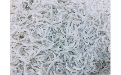 南あわじ市にある湊港で水揚げされた、味の濃いのしらす干しです。 淡路島のふっくらやわらかい「釜揚げしらす干し」 1㎏入り×12個 合計12㎏