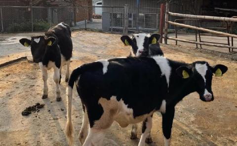 淡路島ジェラート６個セット