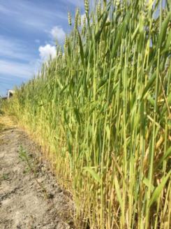 幻想的で美しい癒しのインテリア 【Papilio】光のモビール「ヒンメリ」　光のシャワー