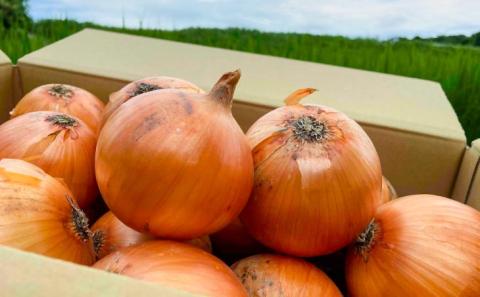 【しょうちゃんFARM】　淡路島　南あわじ市産玉ねぎ 5kg　◆配送7月～