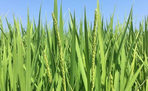 令和７年産・玄米『みどり豊』10kg　10月中旬頃から発送