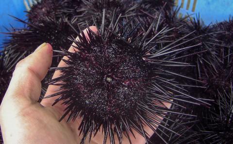 ★予約受付★【花光】淡路島の極上ウニ！天然黒ウニ（板入１枚）【無添加・ミョウバン不使用・期間/数量限定】◆３月中旬以降発送開始