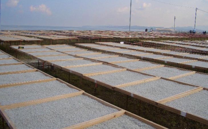 【ギフト用】豊洲市場御用達！淡路島のちりめんじゃこ　３箱セット