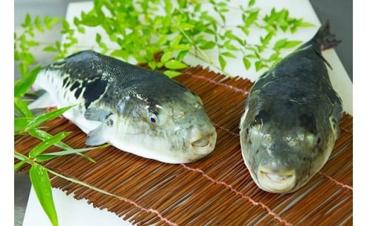 【淡路島3年とらふぐ】活てっさ(2～3人前)