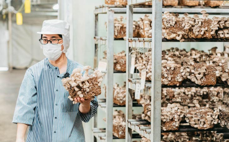 農薬・化学肥は不使用】森の木ファームしいたけ（1キロ箱）ふぞろい