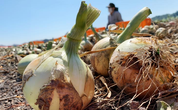 原田兄弟の一番玉ねぎ 3kg