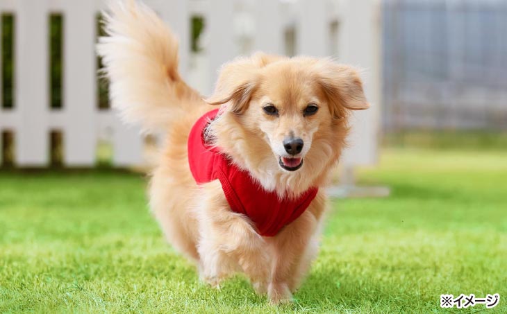 【ホテルアナガ】愛犬と過ごす ドギーヴィラ デラックスルーム（オーベルジュステイ） 1泊2名様夕朝食付