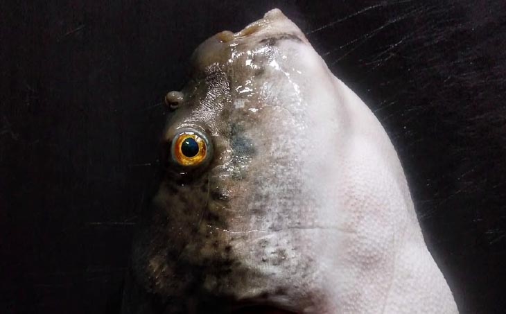 熟成てっちりセット(四人前)