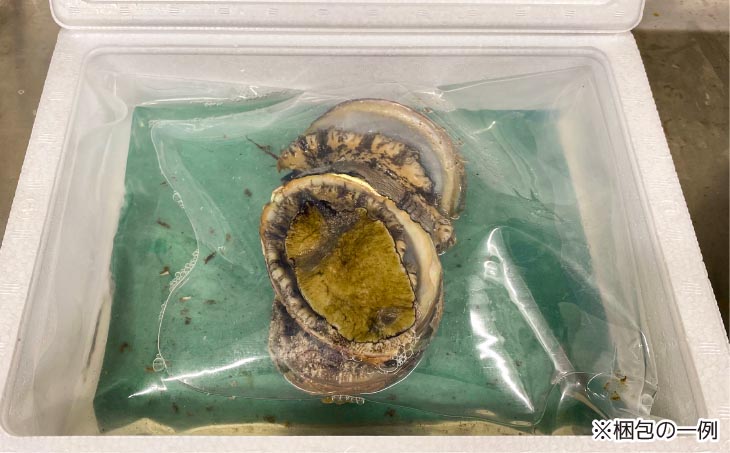 【花光】淡路島産天然アワビ（赤）大サイズ3個