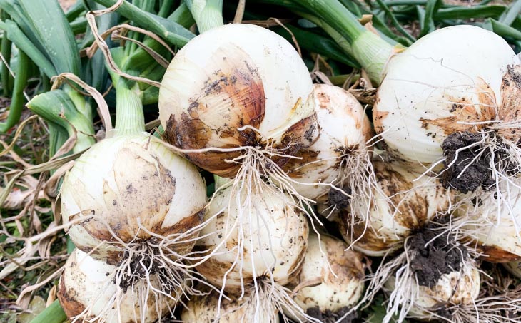 春の訪れ！淡路島の新たまねぎ（2㎏）　◆配送２月～５月下旬