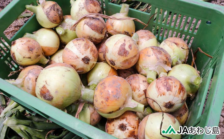 【新玉ねぎ】★発送3月～★ＪＡあわじ島のほんまもんたまねぎ【3kg】極早生種