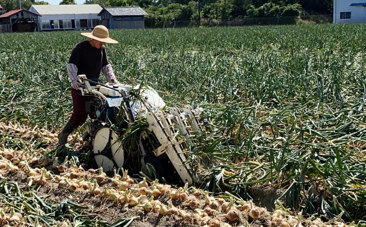 【じょまはん農園】淡路島産玉ねぎ10㎏