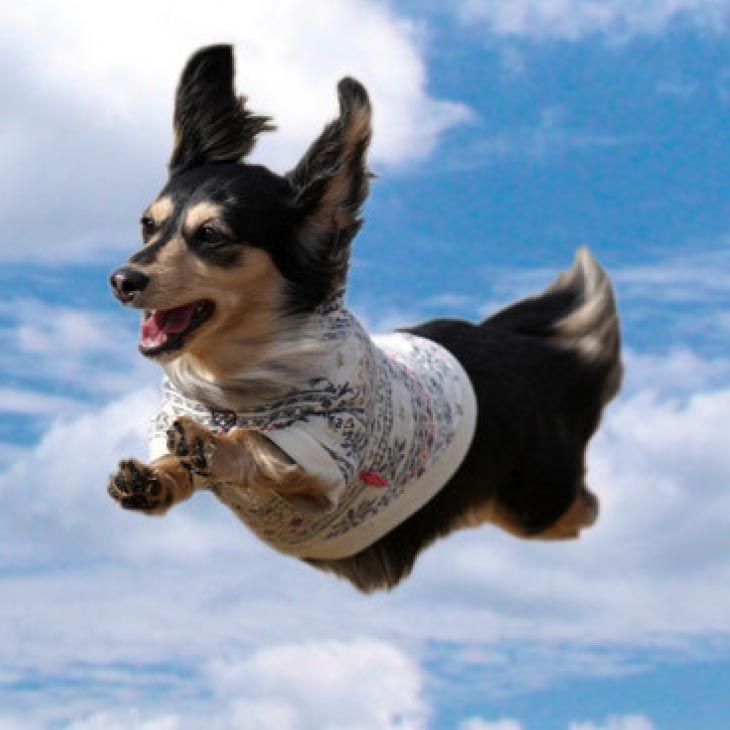 Aコース　飛行犬撮影データセット