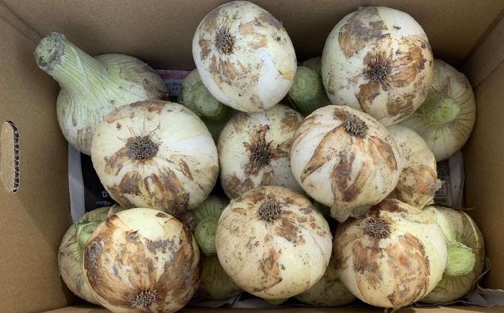 春の訪れ！淡路島の新たまねぎ（2㎏）　◆配送２月～５月下旬