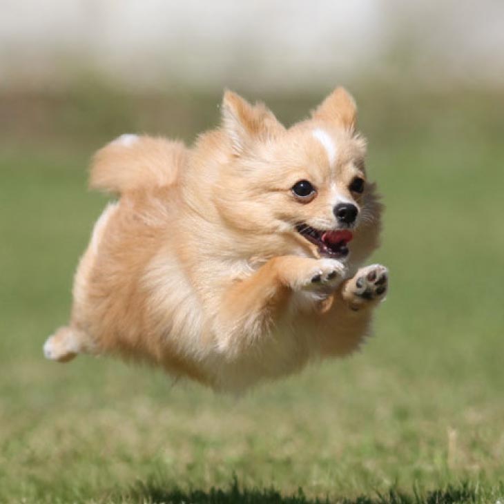 Aコース　飛行犬撮影データセット