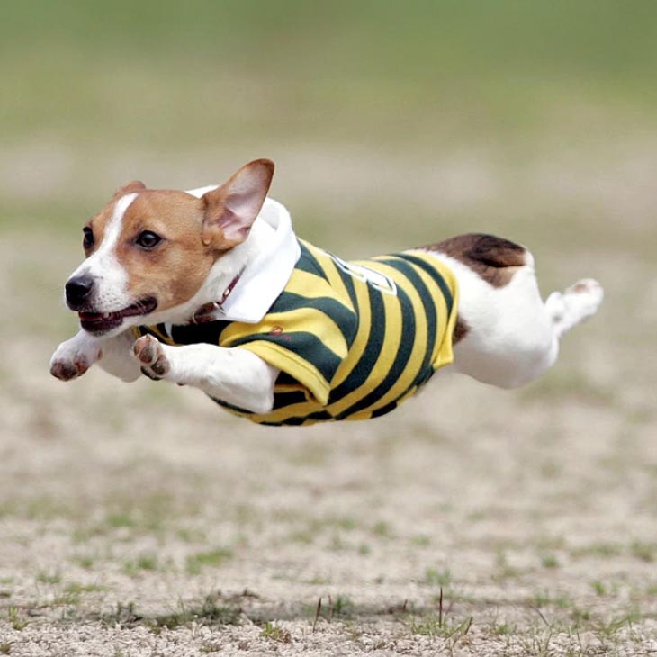 Cコース　元祖飛行犬写真家　的場信幸　出張飛行犬撮影5時間コース