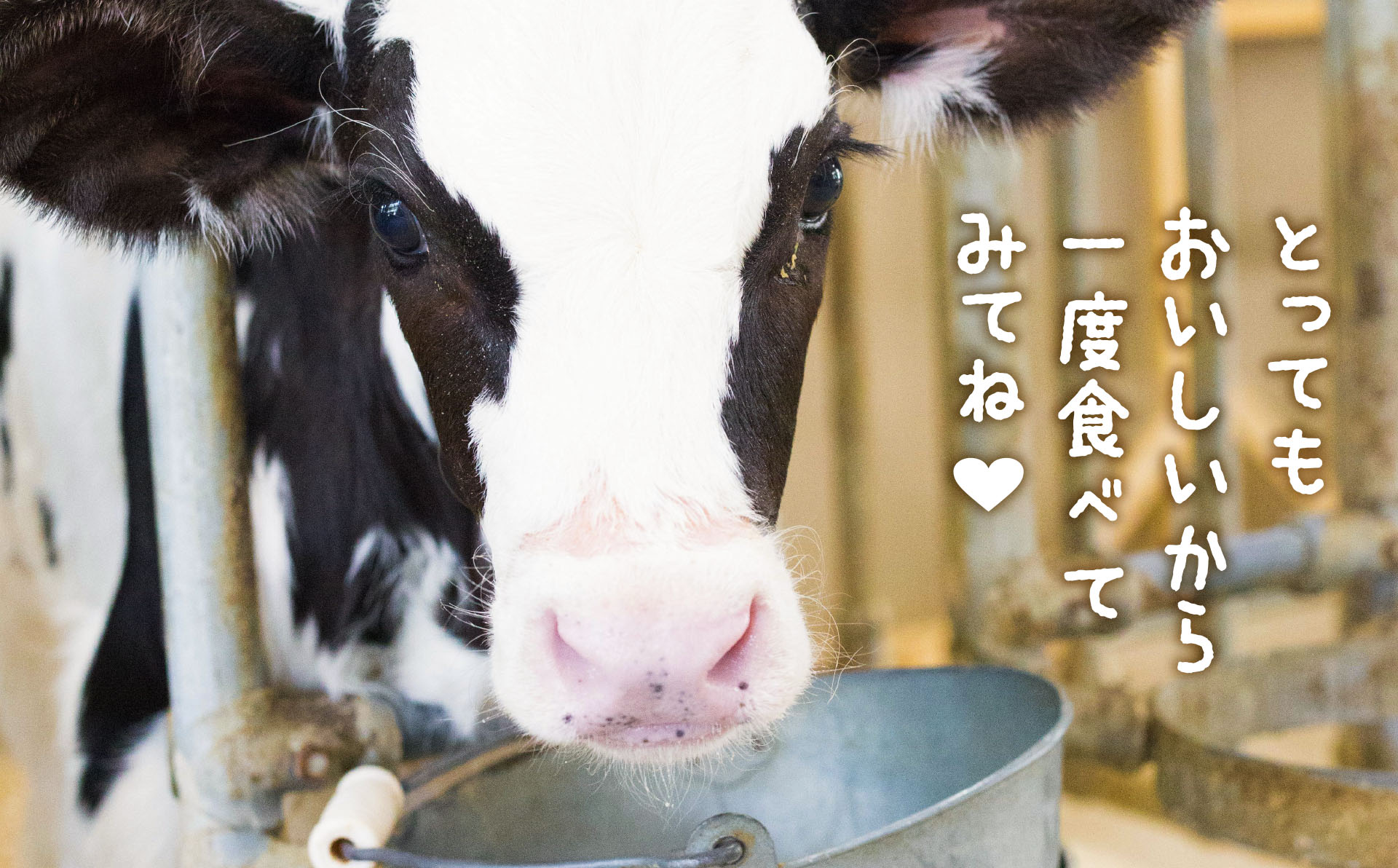 ヨーグルト、焼プリンの詰合せCセット