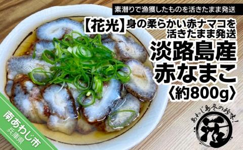【花光】【あわじ島冬の珍味！身の柔らかい赤ナマコを活きたまま発送】淡路島産 赤なまこ（活）約800ｇ
