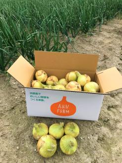 【期間限定】島玉ねぎ（新玉ねぎ）10kg　★発送3月～