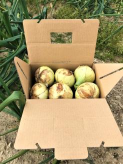 【期間限定】島玉ねぎ（新玉ねぎ）2.5kg+白米10kg　★発送3月～