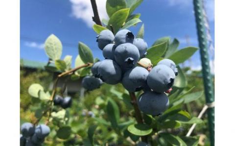 【加工に最適／冷凍】淡路島 馬回集落のブルーベリー 1kg