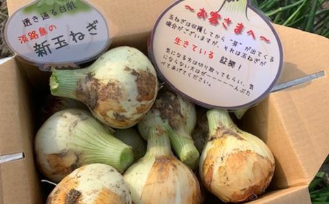 新玉ねぎ シャーロットオニオン 8kg　◆配送２月下旬～６月