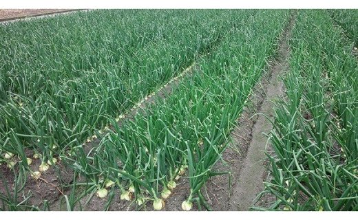 【新玉予約・サイズ色々】淡路島フルーツ玉ねぎ3kg◆配送3月中旬～5月下旬