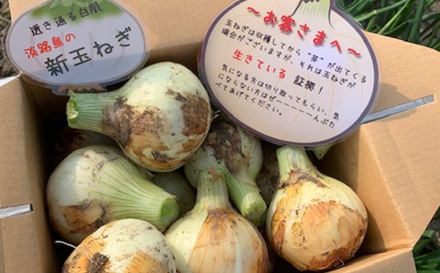 新玉ねぎ シャーロットオニオン 2kg　◆配送２月下旬～６月