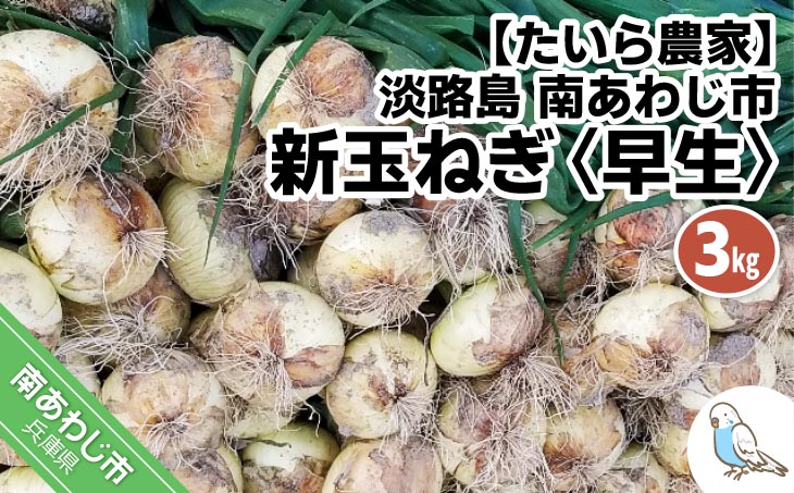 新玉ねぎ　淡路島　南あわじ市　3ｋｇ　早生　◆配送4月下旬～5月下旬
