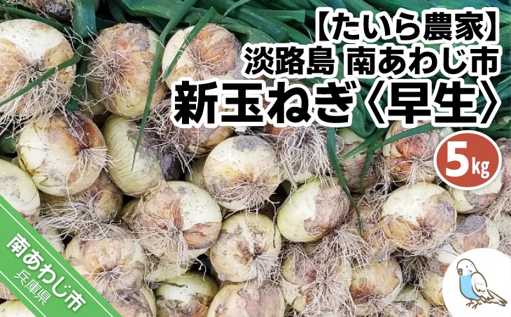 新玉ねぎ　淡路島　南あわじ市　5ｋｇ　早生　◆配送4月下旬～5月下旬