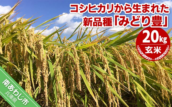 令和７年産・玄米『みどり豊』20kg　10月中旬頃から発送