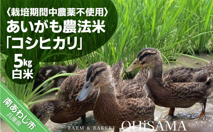 令和7年産　コシヒカリ　５Kg　白米　栽培期間中農薬不使用　あいがも農法米