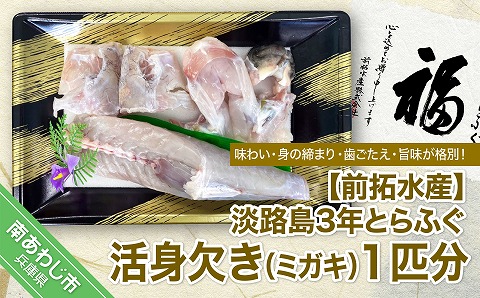 淡路島3年とらふぐ 活身欠き[ミガキ・1匹分]◆配送1月7日〜3月31日